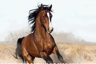 horse_ebooks_y_u_no