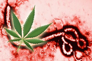 Weed Growth Fund buys Ebola.com domain