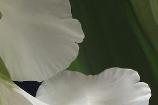 IMG_6964