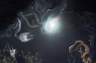 Konomad Journal’s Forest of Dreams and Sleep