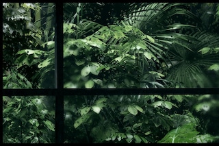 Melba&#39;s Call Up-Close