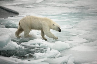 Arctic Sunrise Expedition to Svalbard
