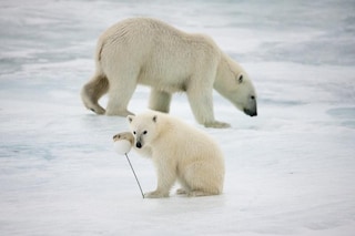 Polar Bear on Fram Strait Ice Floe
