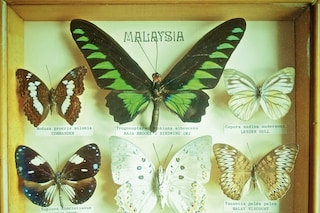 SDC-BUTTERFLIES