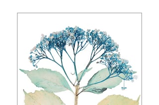 Plate 13: NICK KNIGHT Flora Edition, 1997 - 2010 