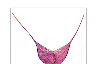 Plate 16: NICK KNIGHT Flora Edition, 1997 - 2010 D