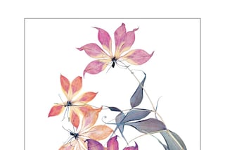 Plate 37: NICK KNIGHT Flora Edition, 1997 - 2010 G