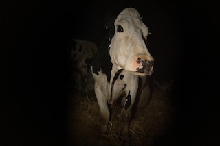 Cow_Still_2