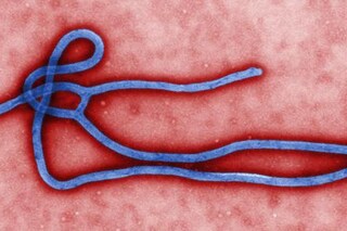 Ebola strain