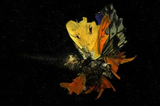 Mat  Collishaw , Insecticide  13,   Digital  limit