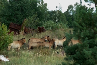 Chernobyl, Production Still; 2010 &#169; Diana Thater; 