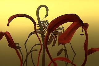 &#39;Pareidolia&#39; - HD video for projection with sound 