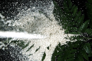 Makoto Azuma artwork for House of Holland