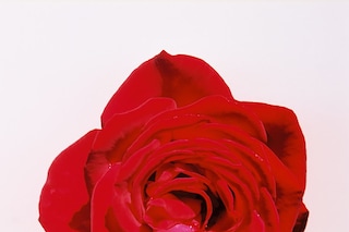 18_LOGAN WHITE, Lovely Thorns, Singing Vultures (r