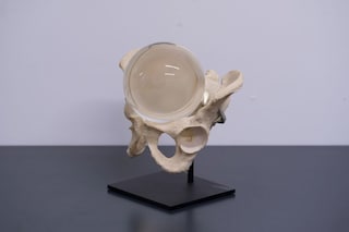 Raised By Wolves, 2013 (AV)