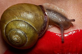 A Safe Bleed by Donna Trope