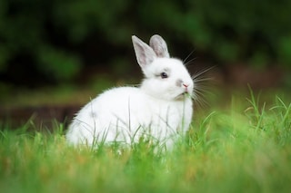 China ends mandatory animal testing