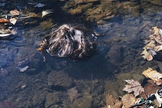 Luisa Opalesky Beauty Trilogy