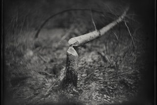Beaver Tree BrianGaberman