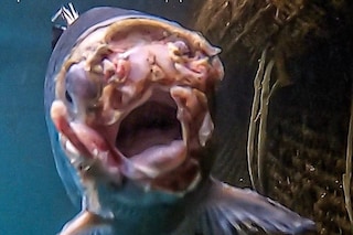 Open-pen salmon farming in Iceland Bjork