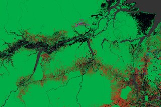 Global forest change