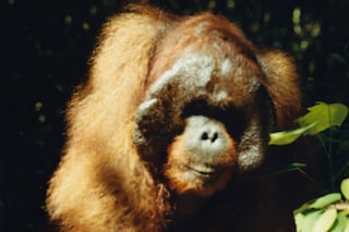 Record Stefan Dotter rainforest book photography