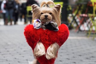 Little Lola Sunshine