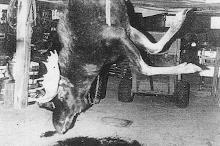 Pia Paulina Guilmoth and Jesse Bull Saffire, Fishworm