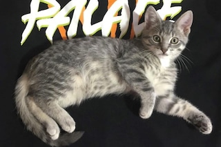 @rafthecat Raf The Cat Instagram streetwear