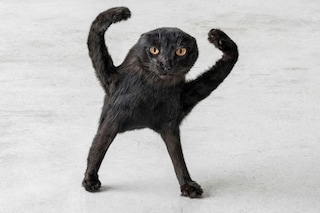 Eva &amp; Franco Mattes, Cursed Cat (2025)
