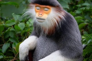 Viral Twitter Monkey flexing in grey sweater and flares 