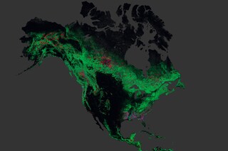 Global forest change