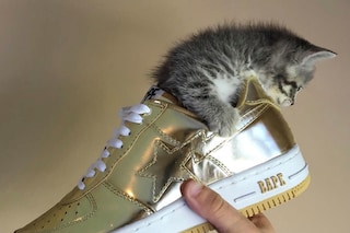 @rafthecat Raf The Cat Instagram streetwear