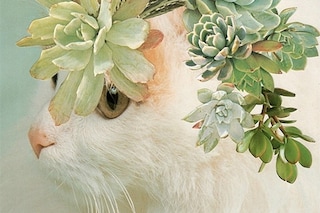 CATS AND PLANTS BY STEPHEN EICHHORN