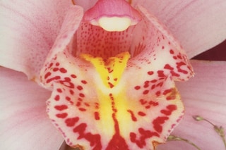Nobuyoshi Araki at the Museum of Sex 2018