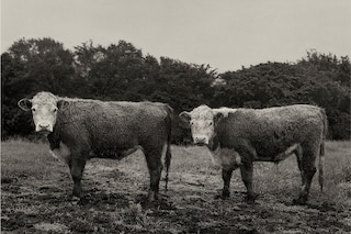 08. Peter Hujar, Butch and Buster, Hyrkin Farm, We