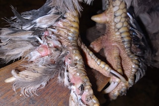 Jesse Kanda heart EP