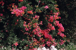 Dafy Hagai’s Spring