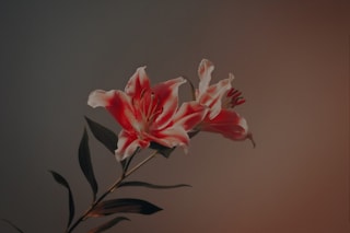 Marcin T. Jozefiak, Fearless Flowers