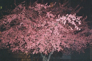 cherry