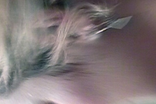 Chus and Greg, Brighteens