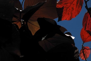 Vivian Sassen’s Umbra, courtesy Prestel UK