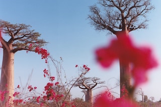 Record Stefan Dotter rainforest book photography