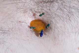 BODY HOLES by New Scenario