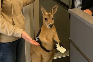 The viral kangaroo video in question