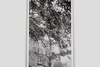 Catherine Opie, Walls, Windows and Blood (2023)