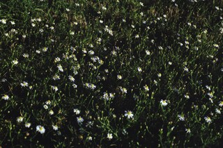 Miranda Barnes CK One