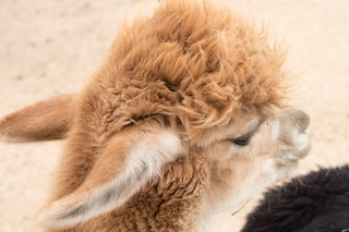 DZDNMD Diaries: Clara Balzary