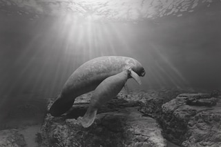 Hiroshi Sugimoto, ‘Manatee’ (1994)