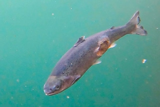 Open-pen salmon farming in Iceland Bjork